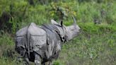 Deadly flooding threatens rhinos in India’s Assam as six drown