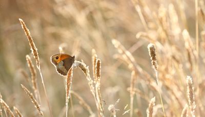 Record low butterfly numbers so far in annual count as wet weather hits breeding