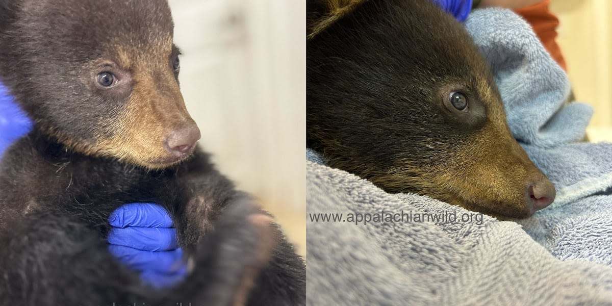 ‘Thriving and doing well’: Wildlife officials give update on bear cub removed from tree for pictures