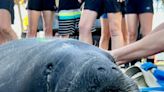 Three manatees had major problems in the Florida Keys. They just returned after a change