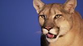 Mountain lion found dead on 101 Freeway near construction of wildlife crossing