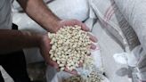 In Syria, a 'golden' crop struggles to regain its shine