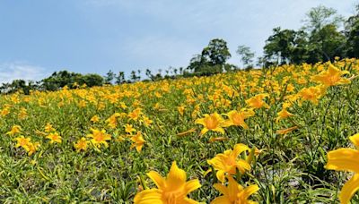 東勢林場金針花5月盛開 歡迎陪媽媽來踏青賞螢～母親節有好康喔！ | 蕃新聞