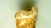 Ancient tooth could settle question of whether Neanderthals were carnivores