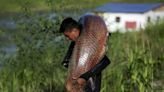 Pirarucú, un pez codiciado en la Amazonia por cazadores furtivos