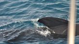 Biólogos dan respuesta a uno de los fenómenos más preocupantes en Gibraltar: por qué las orcas atacan a los barcos