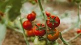 Nos astuces pour faire mûrir rapidement les tomates encore vertes