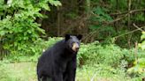 New Jersey Woman's Casual Response When Black Bear Sits Down to Hang Out is Impressive