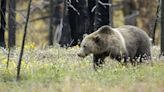 Grizzly bear sighting near Salmon