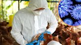Los análisis genéticos del virus de la gripe aviar muestran cómo evoluciona entre varias especies