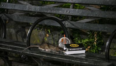New York City To Host First National 'Rat Summit'