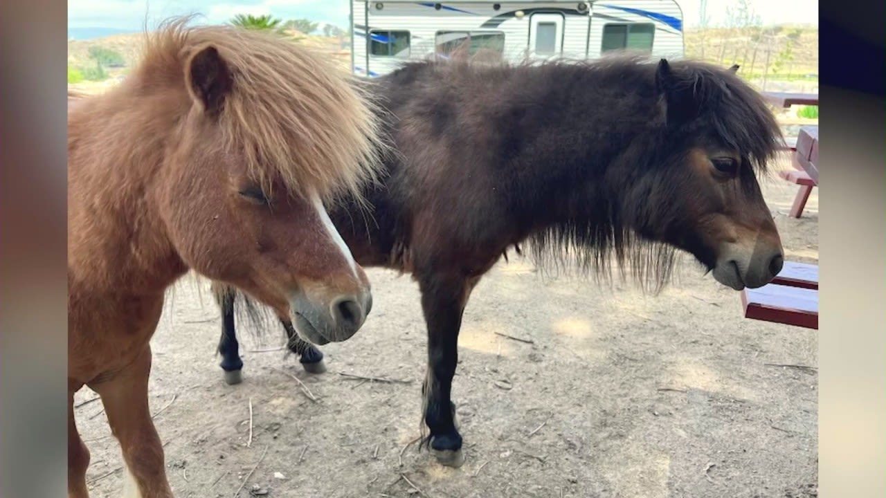 Couple devastated after ponies found murdered at Southern California ranch