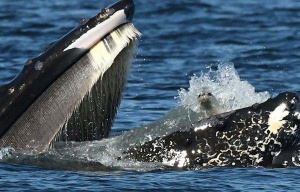 A bewildered seal found itself in the mouth of a humpback whale