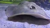 ‘Unexpected news’: Aquarium shares sad update on viral stingray