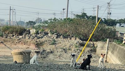 嘉義縣海區流浪犬氾濫 東石、布袋及義竹成立專人專線