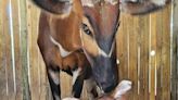 Critically endangered eastern bongo calf born at Jacksonville Zoo