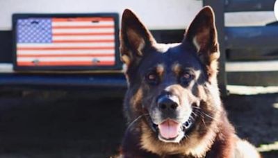 Florida K-9 dies tracking suspect in heat: Archer 'fulfilled his duty'