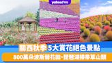 日本旅遊｜關西秋季5大賞花絕色景點！800萬朵波斯菊花田、琵琶湖掃帚草山頭、圓碌碌夢幻盆菊花圃、高海拔玫瑰園