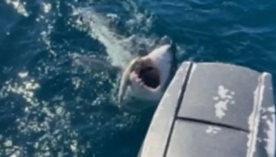 "Era un monstruo": adolescente pesca un tiburón blanco y lo muerde en la pierna tratando de escapar
