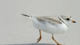 'Back from the brink.' Long effort to save plovers paying off, Cape conservationists say