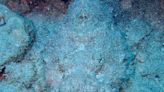 8 curiosidades sobre o peixe-pedra, o peixe mais venenoso do mundo