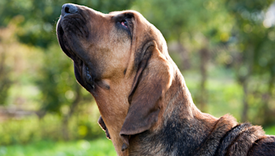 Hungry Bloodhounds Are Miffed That Mom Won’t Feed Them Dinner Whenever They Want