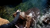 No new preemie for Bibi: Cincinnati Zoo's pregnant hippo passes point for premature calf