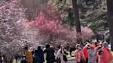 梅花、櫻花同框爭豔 武陵農場日湧3千遊客