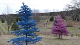 Award-winning farm in New Jersey sells live colored Christmas trees