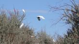 Nature Notes: Visiting an egret rookery