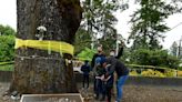 Judge dissolves order preventing removal of historic tree, but opponents have time to appeal
