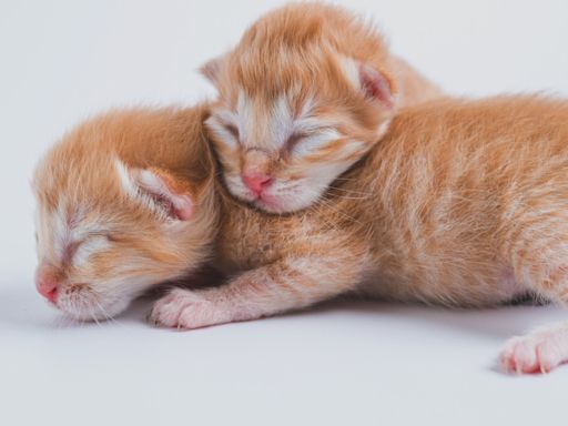 Maine Coon Kittens' Sweet Sleeping Twitches Make People Wonder What They're Dreaming Of