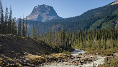 Un estudio sobre la reforestación concluye que el cambio climático "favorece el potencial invasor de la arizónica"