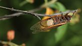 Are you seeing this on cicadas in your area? It could be a fungus that turns them into 'zombies'