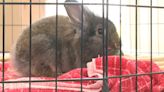 ‘We were already at capacity’: 97 rabbits rescued, now at local shelter