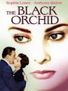 The Black Orchid (film)