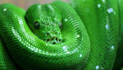 11 Green Snake Species Slithering Around the Globe