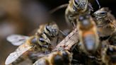 Qué son los himenópteros, los insectos por los que alertan los bomberos en la Comunidad Valenciana