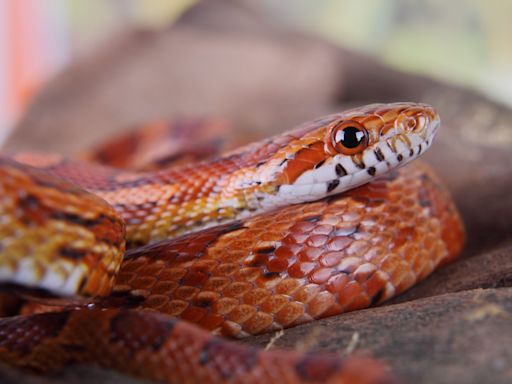 Travel nightmare: Man caught smuggling over 100 live snakes in his pants