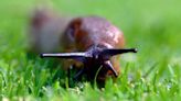 Garden expert explains the nine best ways to keep pesky slugs out of your garden