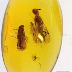 緬甸琥珀-【彩色翅膀的蠅、蠟蟬和兩隻小蟲】~(Myanmar amber)~緬甸北部胡康河谷 -來自白堊紀