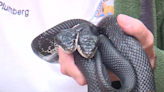 2-headed snake captivating visitors at Nature Center
