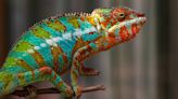 What is the most colorful animal on Earth?