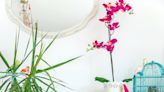 How to water orchids - and, no, you shouldn't use an ice cube
