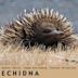 Echidna