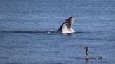 Whale & Dolphin Conservation weighs in on local whale sightings