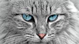 Could this be affecting your cat's vision?