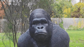 Man charged for allegedly swiping Garry the gorilla statue from retirement village