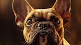 Lucha por el bienestar canino: organización pide dejar el uso de imágenes de perros con “conformaciones extremas”