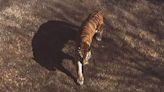 Franklin Park Zoo tiger dying of kidney failure